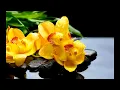 Download Lagu Spring Waltz (Mariage d'Amour) - Chopin - 10 Hours Extended Version
