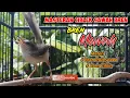Download Lagu Masteran Ciblek Sawah Ngebren // Materi Bren Roll Speed + Bren Cililin
