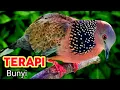 Download Lagu TEKUKUR GACOR suara merdu - PANCINGAN DAN PIKAT TEKUKUR Sekali Dengar Di jamin Langsung Nyaut