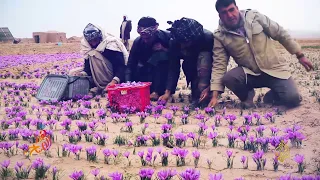    الزعفران ذهب أفغانستان الأفضل بالعالم دندنها