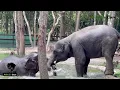 Download Lagu Romdul and Champha Elephant Are The Best Pair In Phnom Tamao Zoo | Wildlife_Care_0134