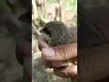 Download Lagu ada suara anakan burung pentet aneh blakang rumah #burung #birds #viral  #burungkicaudialam