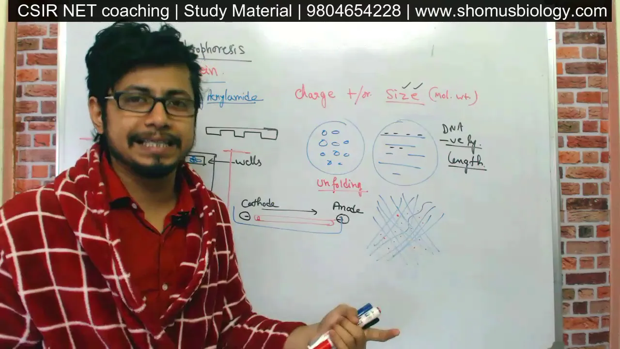 Gel electrophoresis procedure explained