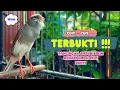 Download Lagu TERBUKTI❗Suara PANCINGAN Kenari PAUD BeLajar Bunyi NgeriwiK || Masteran KENARI Paud || Part 133