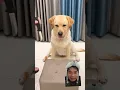 Download Lagu Ehh aw aw aw aw #dog #shorts #funny