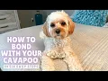 Form a STRONG Bond With Your Cavapoo in SIX Easy Ways