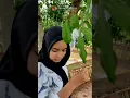 Download Lagu Gadis Desa Keturunan Turki Manjat Pohon Jengkol, Bikin Jantungan #Shorts