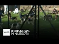 Beagles rescued from Wisconsin breeder to find new home