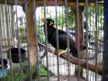 Lagu Amazing Talking Myna Bird