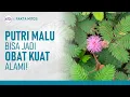 Download Lagu Tak Disangka! Ini Manfaat Putri Malu yang Jarang Orang Tahu | Hidup Sehat tvOne
