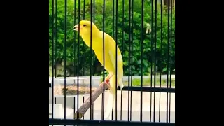 masteran kenari sf gacor full tembakan