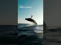 Download Lagu You ever see a humpback whale do that?! 🤯 #osmoaction