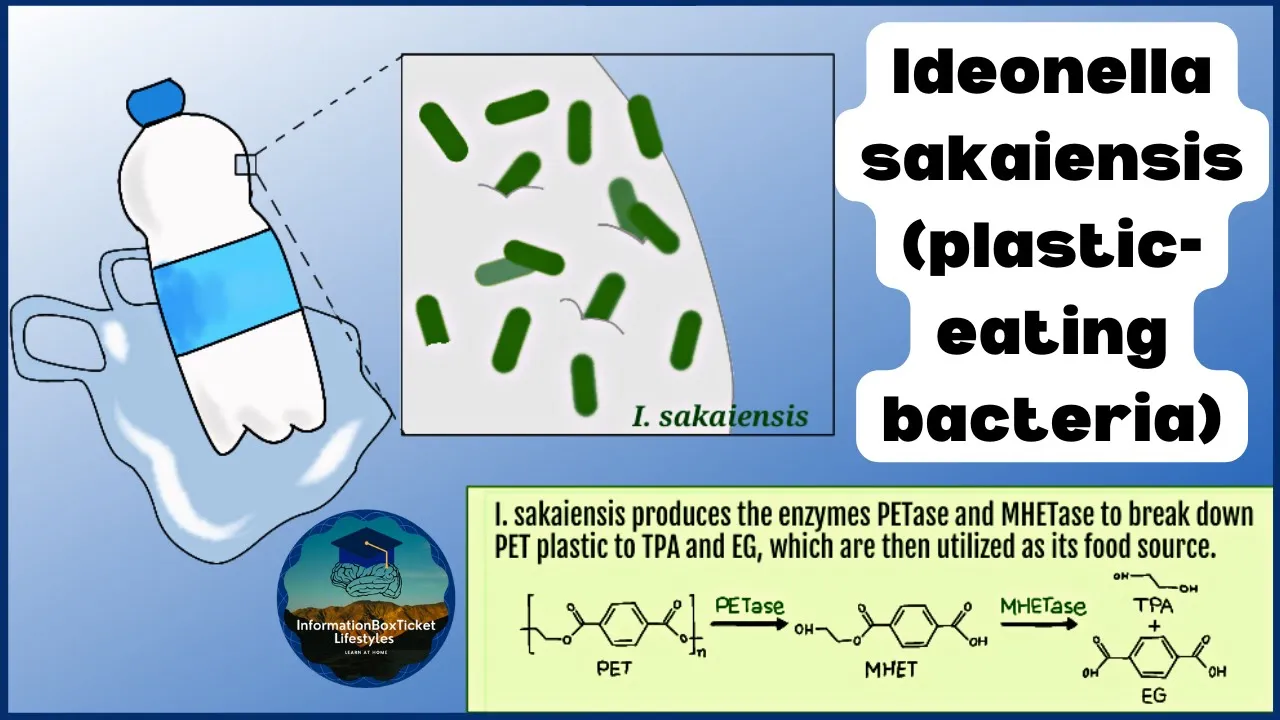 Ideonella sakaiensis: Plastic-Eating Bacteria for Bioremediation