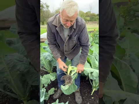 Autumn Cauliflower Harvest