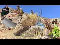 Download Lagu Making Doogh from Yogurt and Visiting Jahangir with Full Hands | Building a Sheep Shelter Door