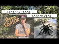 Central Texas Tarantulas
