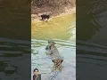 Download Lagu 🐯macan tutul vs macan kumbang#trending #youtubeshorts #wildlife #shorts #shortvideo #viralvideo