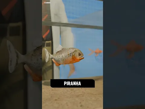 piranha dan ikan mas #shorts