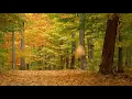 4169194850 Toronto Ontario Canada Best Relaxing Guitar Music