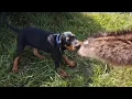 Training a Black and Tan Coonhound Puppy