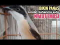Download Lagu Suara Pancingan Khusus Cendet Bahan Toet toet Bongkar Isian Biangnya Bikin Cendet Lain Nyaut Emosi