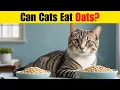 Can Cats Eat Oats Discover the Safe Way to Share Oatmeal with Your Feline Friend