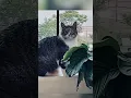 Download Lagu When You Say ‘No’ to Your Cat Once… and Regret It Immediately
