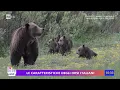 Download Lagu Come vive l'orso in natura - Unomattina Estate 22/07/2025