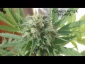 BLUEBERRY AUTOFLOWERING DAY TO DAY TRACKING WITH LOW POWER LIGHT BULK SEED FROM GROWBARATO NET