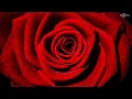 MyFreeCams unbanned me but I ask them to clarify if I m allowed to send 12 roses once per chatroom
