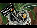 Download Lagu ✅QUE HACER CON TANTAS RAÍCES AÉREAS🌱🤯⁉️
