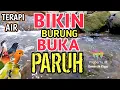 BUKA PARUH‼️ 1 Jam Suara Air Sungai - Terapi Burung Stres dan Macet Bunyi