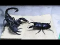Download Lagu Black Titan Bug and Emperor Scorpion - King of Insects