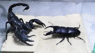 Black Titan Bug and Emperor Scorpion - King of Insects