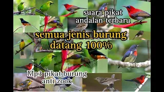masteran suara pikat semua jenis burung kecil