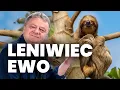 Lagu Leniwiec Ewo - Felieton Tomasza Olbratowskiego
