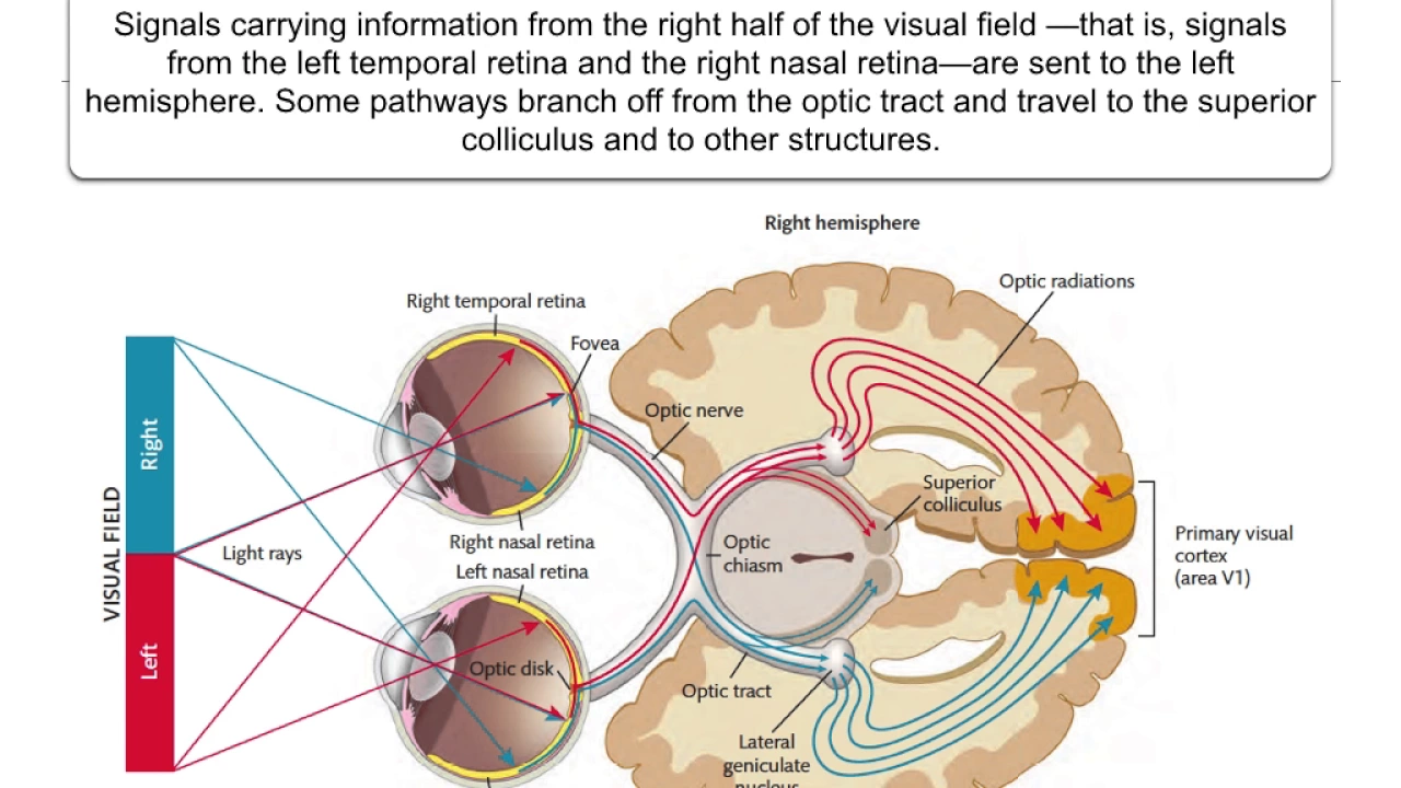 Perception: 3.1 Eye to brain