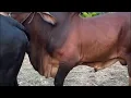Black cow mating