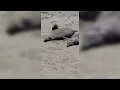 Download Lagu Two Seals Relax on Beach - 1697711