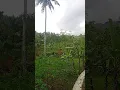 Download Lagu Bukit yang indah