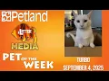 Petland-Litter Media Pet of the Week for September 4 2025 Turbo