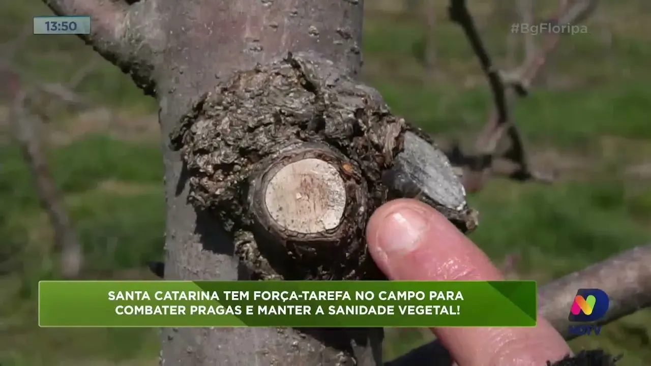 Santa Catarina tem força-tarefa no campo para manter a sanidade vegetal