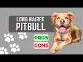 Long Haired Pitbull Dog Can Pitbulls Have Long Hair