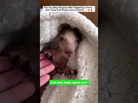 This Tiny Baby Kangaroo Was Trapped by a Fence... Until These Kind People Came to Save It.