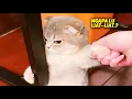 Lagu MAKIN MARAH MAKIN GEMESIN.! Momen Ketika Kucing Marah, Suaranya Lucu Banget ~ Kucing Lucu Tiktok