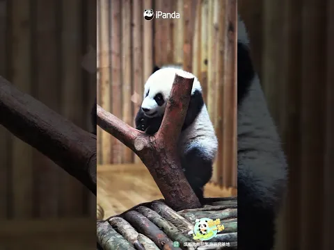 Well Done, Little One! | iPanda #shorts