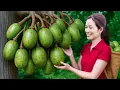 Download Lagu Harvest Giant Tropical Ambarella | How the World’s Most Sour Fruit Gets Sold at the Village Market
