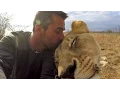 American Tourist Killed by Lion Kevin Richardson - The Lion Whisperer responds