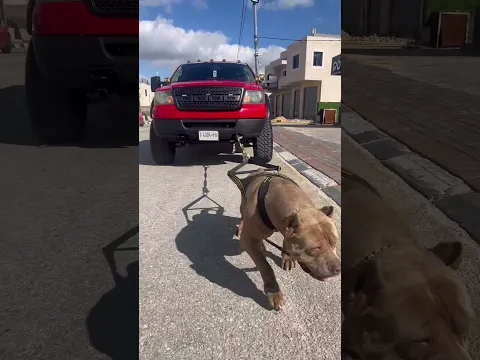 الكلب كريزي يسحب سيارة ضخمة #pitbull #ford #العمواسي