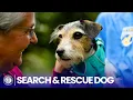 How This Dog Helps People Find Their Missing Loved Ones AKC Stories